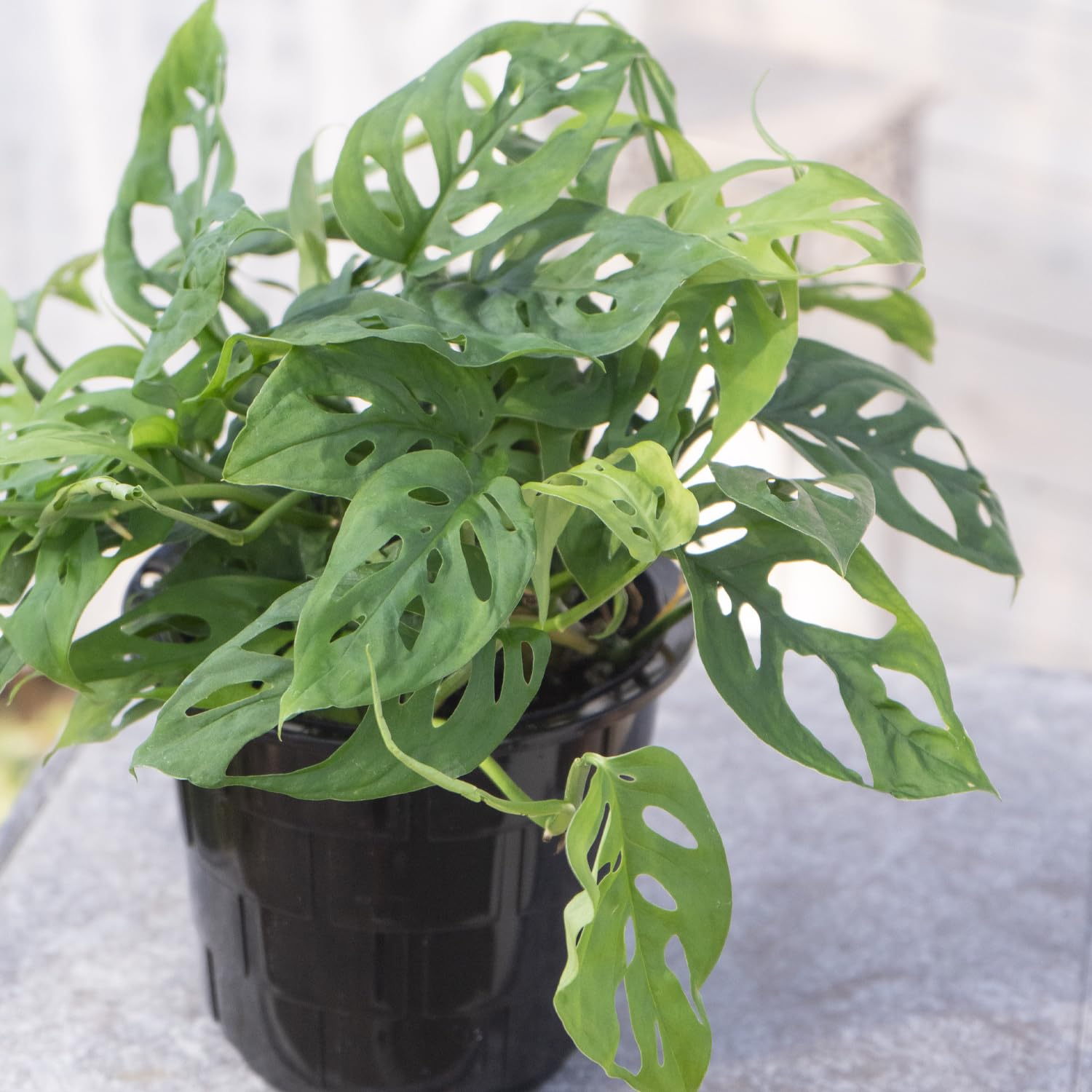 Amazon.co.jp: 観葉植物 モンステラ オブリクア エクスピラータ 5号 吊