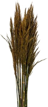 Afloral Dried Plume Reed Grass in Aspen Gold - 36-40