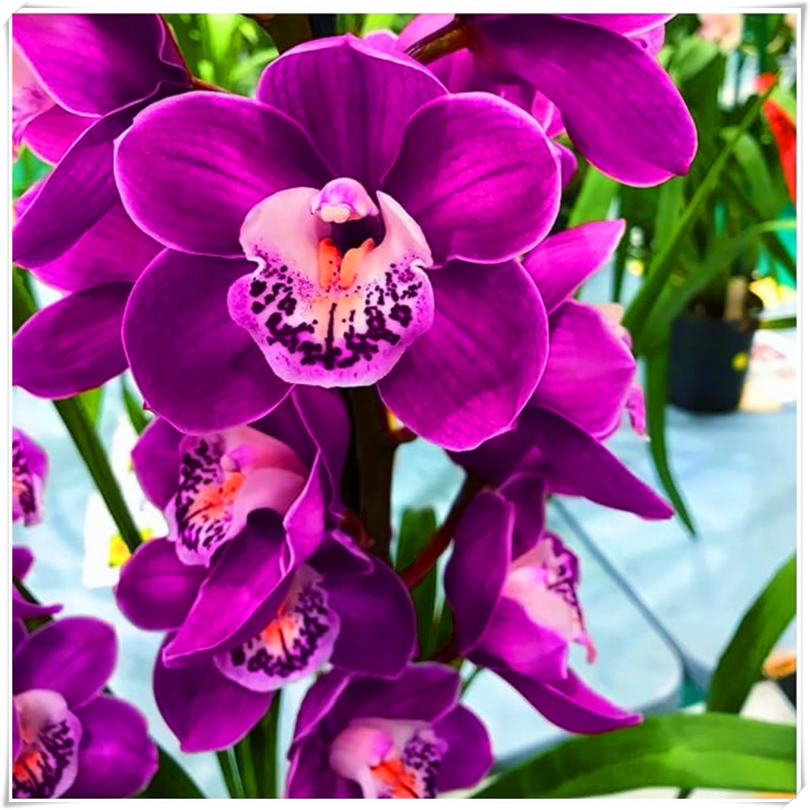 Perennial, Cymbidium Orchid Bulbs, Hardy, Professional for Beautiful Garden Displays-15 Bulbs-F โ image 1