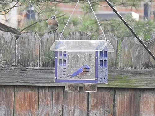 Miniatura 8 de JCS Wildlife Alimentador de Bluebird incluido 2.0