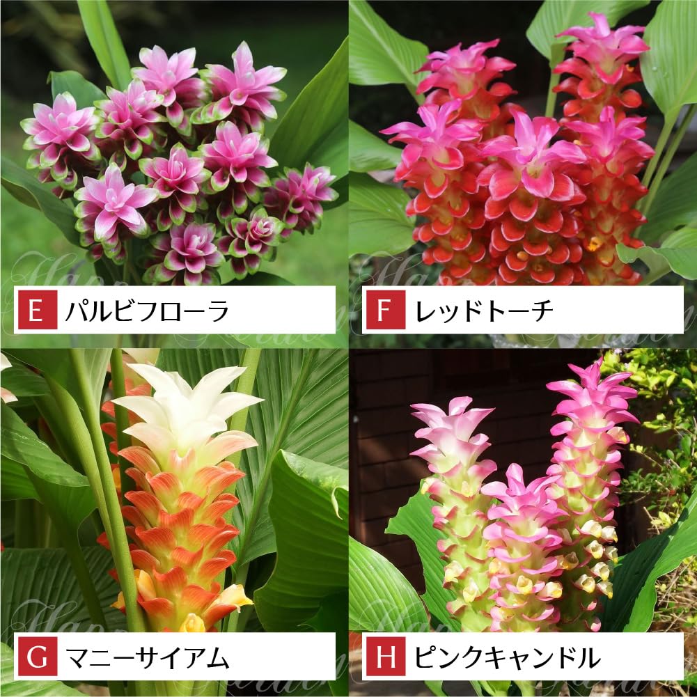 Amazon｜ハッピーガーデン 中型球根 春植え クルクマ メージョー NEW