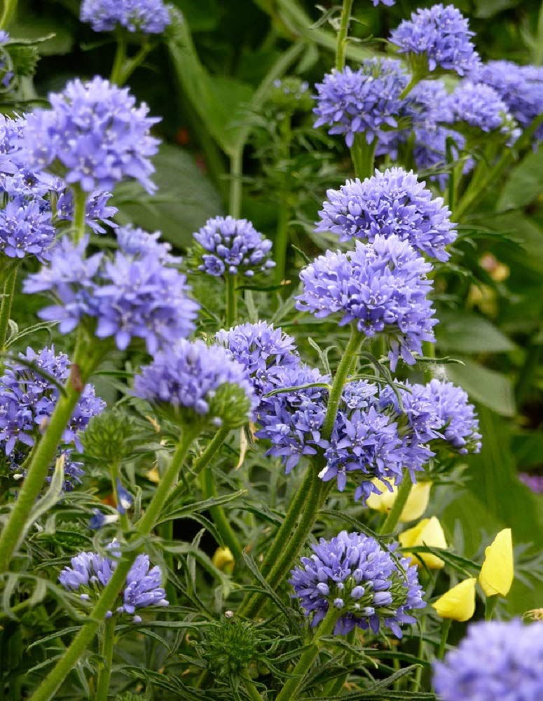 sabbatical⭐︎GILIA Amazon.com : Globe Gilia Seeds, Gilia capitata, Pack of 5000