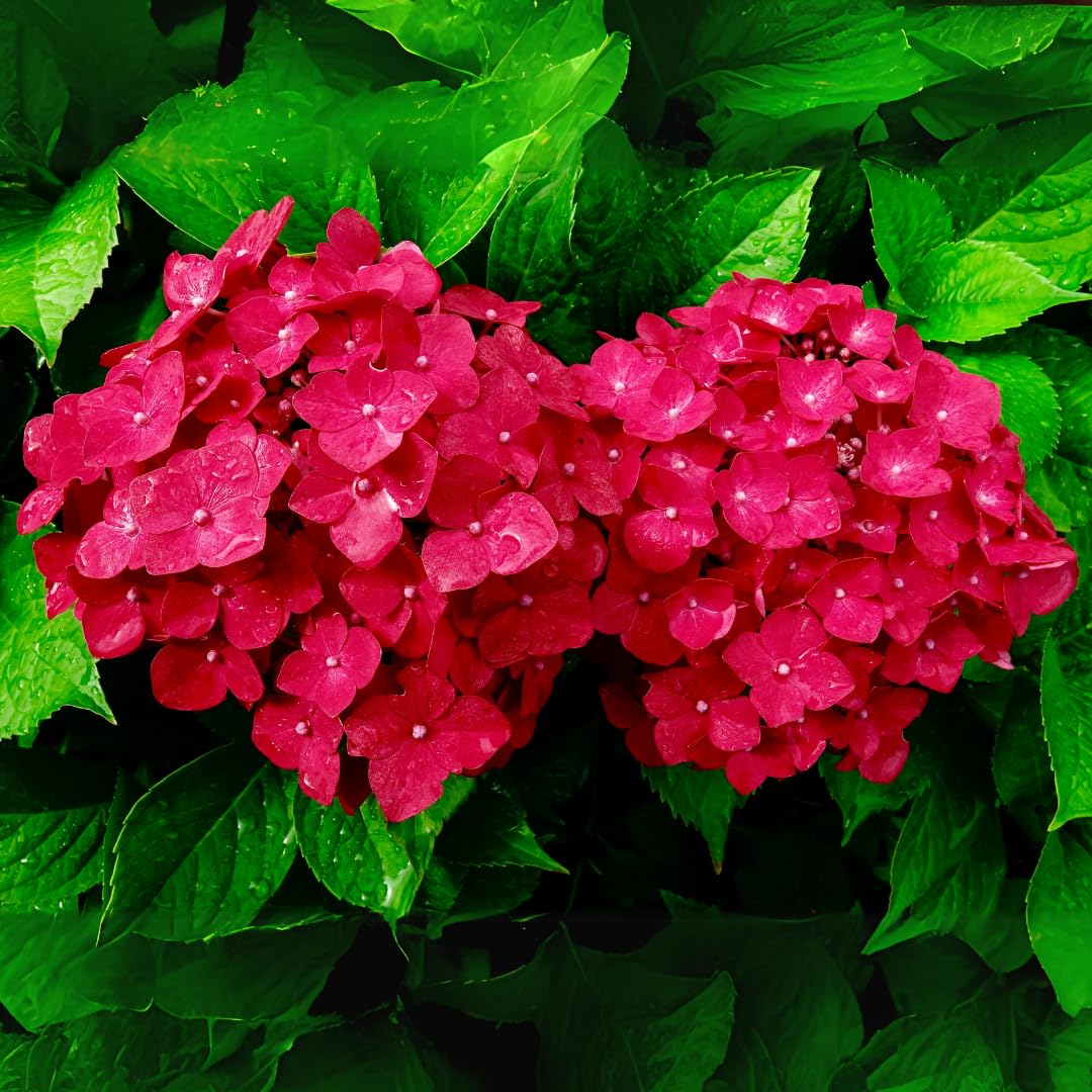 Hydrangea4937　0602 Oxygeen Purple Hydrangea Live Plant Hydrangea macrophylla