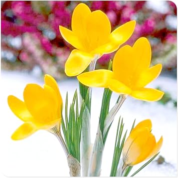 Crocus Bulbs to Plant Now UK/Saffron Crocus Bulbs-Ornamental/Resistant/Bedding/Gorgeous/Potted/Plants/Rhizome-4 Bulbs-E
