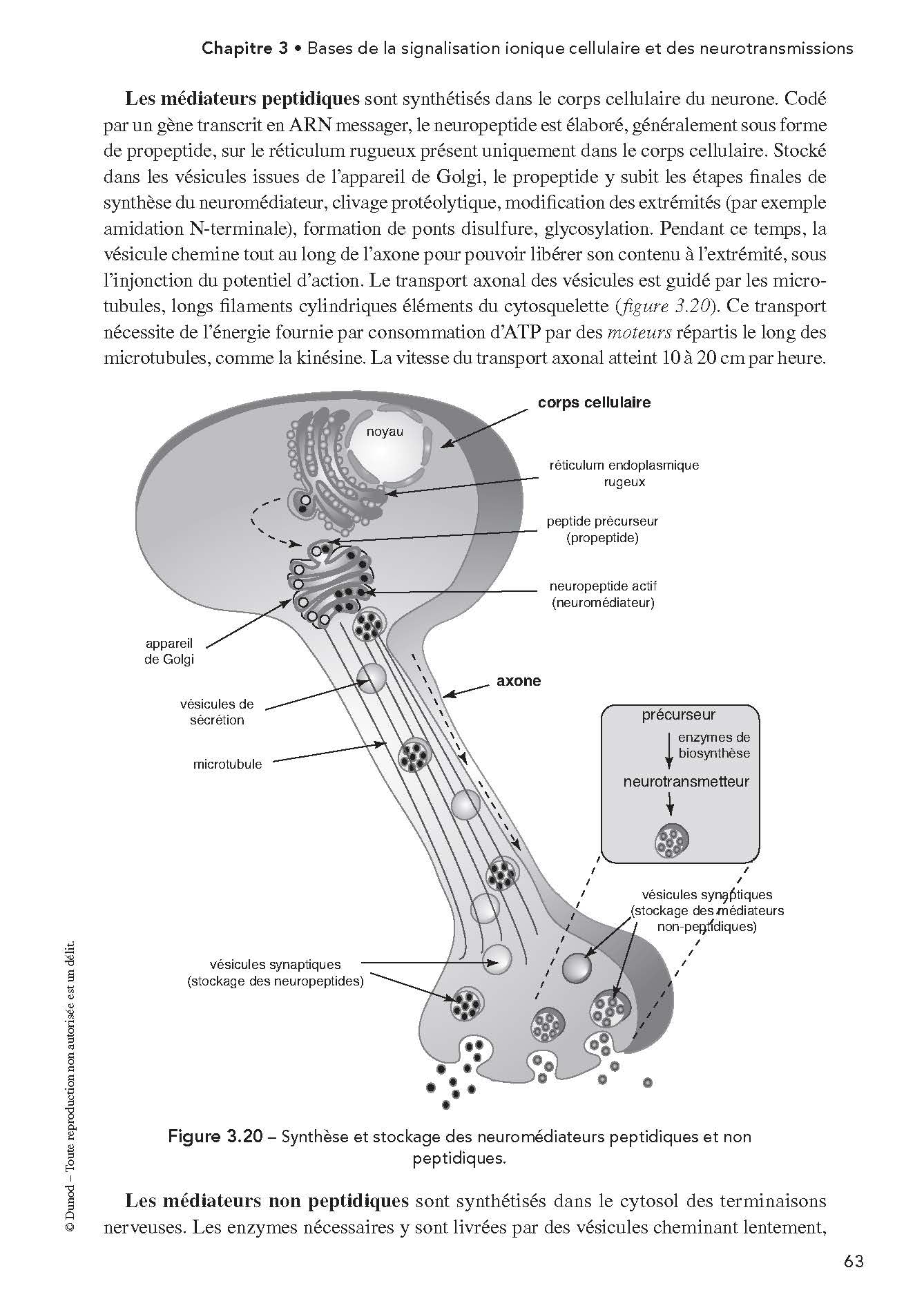 Pharmacologie - 5e éd.: Des cibles à la thérapeutique