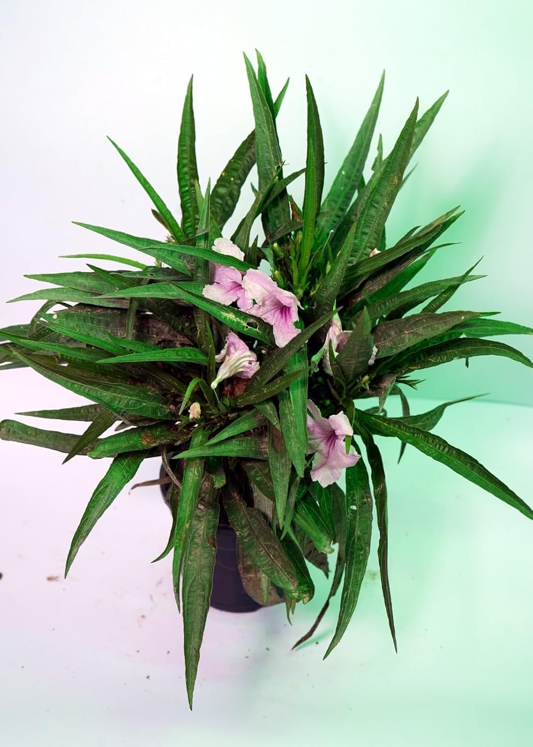 Lakshmi Taru Live Plant Simarouba Glauca Paradise Tree 2ft Height Outdoor Garden Plant Easy Care Green Tree for Home Farm Plantation-image-20
