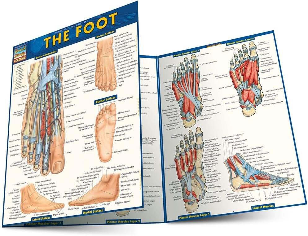 Anatomy of the Foot: a QuickStudy Laminated Reference Guide (Quick Study Academic)