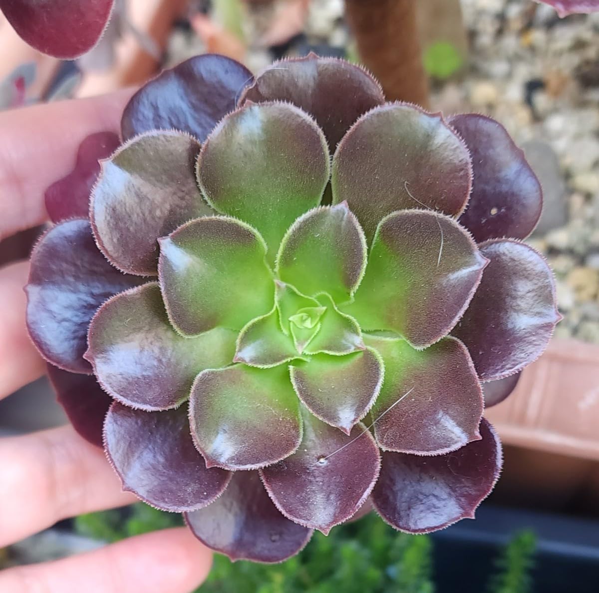 Amazon.co.jp: セール！！！アエオニウム カシミアバイオレット 多肉