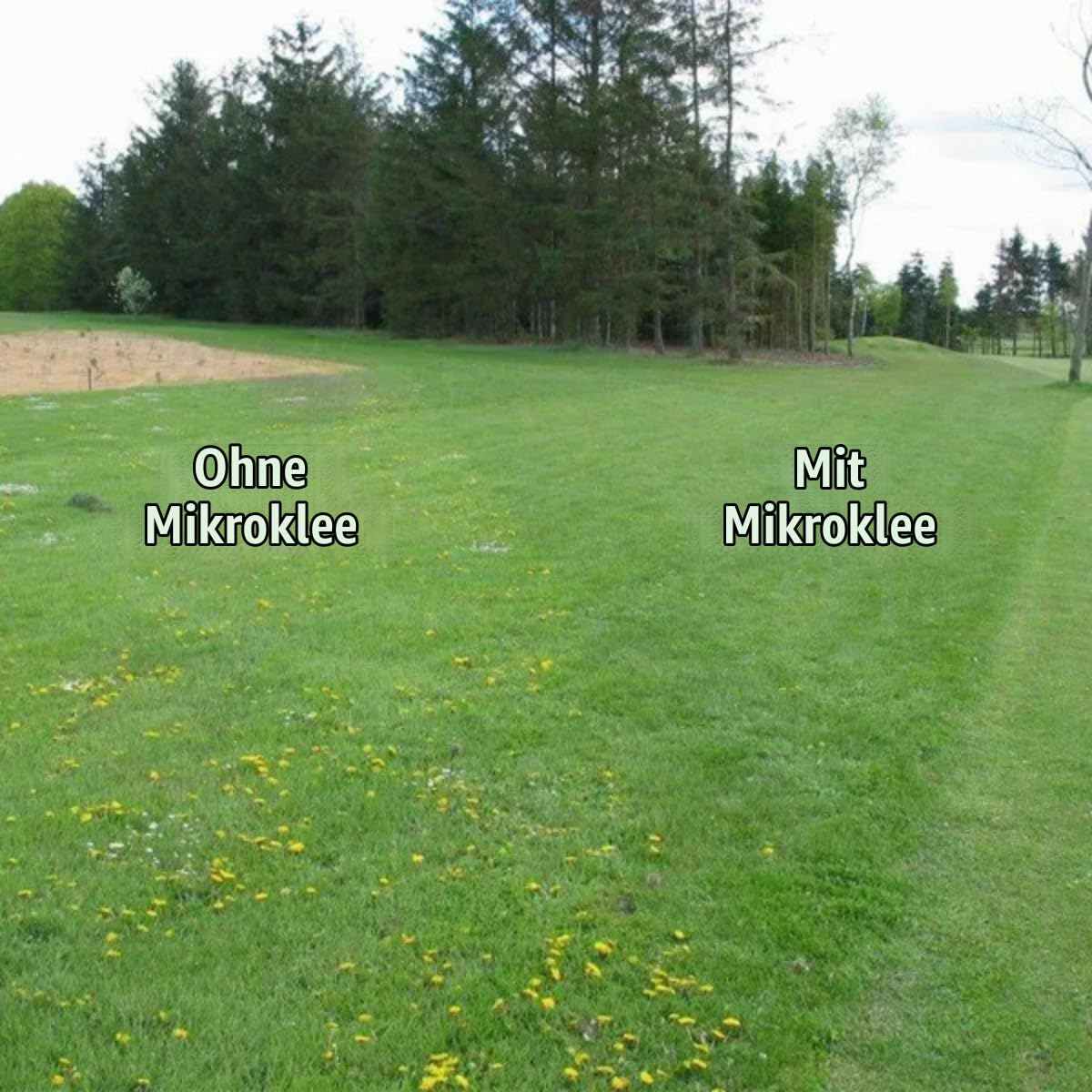 Mikroklee-Rasen - Micro-Kleegrassamen - 1500g = 750m2 | Klee - Kleesamen Für Rasen - Reiner Kleesamen - Weißklee - Organifer
