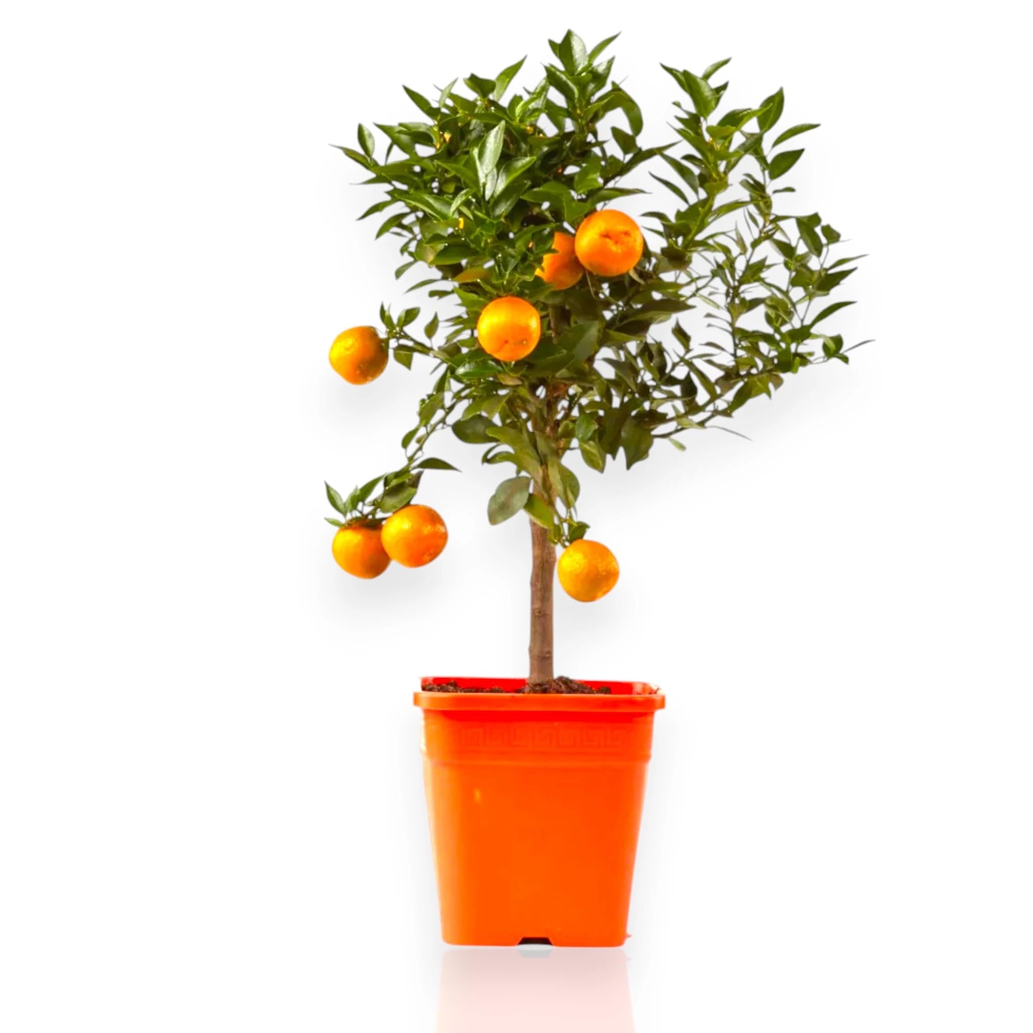 Chinotto Citrus myrtifolia, Pianta di Agrume da Frutto in Vaso, Verde, 65/70 cm, Vaso 19