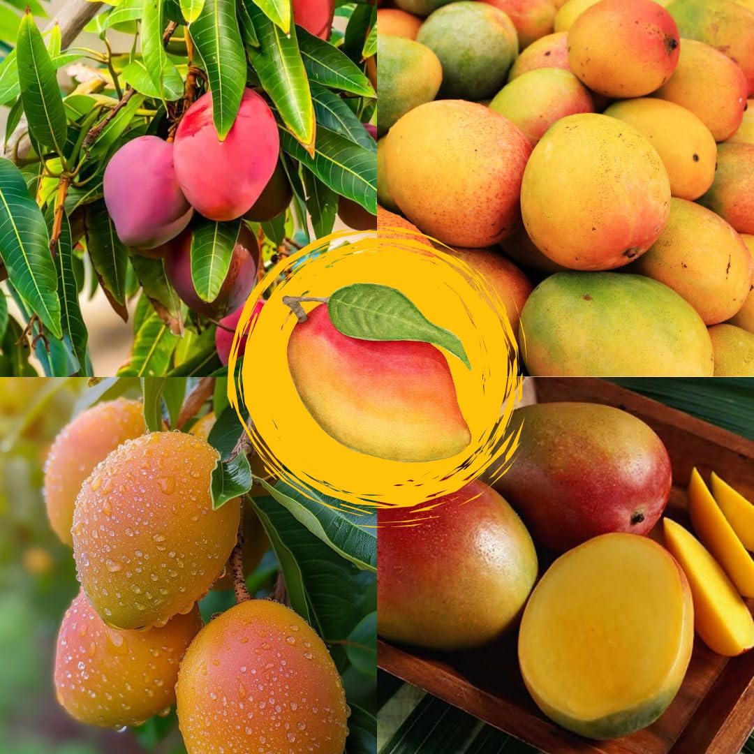 Pianta di Mango Indica Maya Innestata, H140cm
