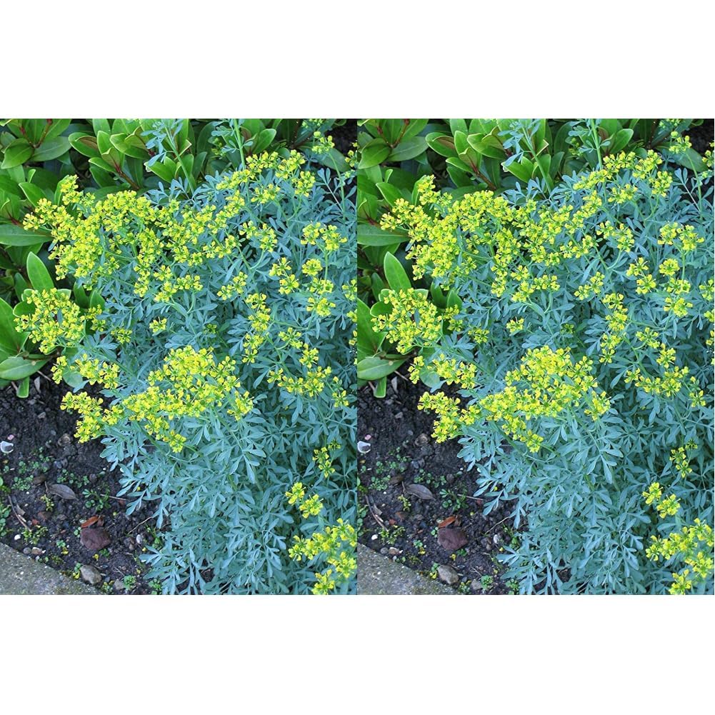 Creative Farmer Live Plant Home Gardening Arutha Condiment (1 Healthy Live Snake Repellent Plant) (Pack of 2) (B0D81BJCDR) Amazon Price History, Amazon Price Tracker