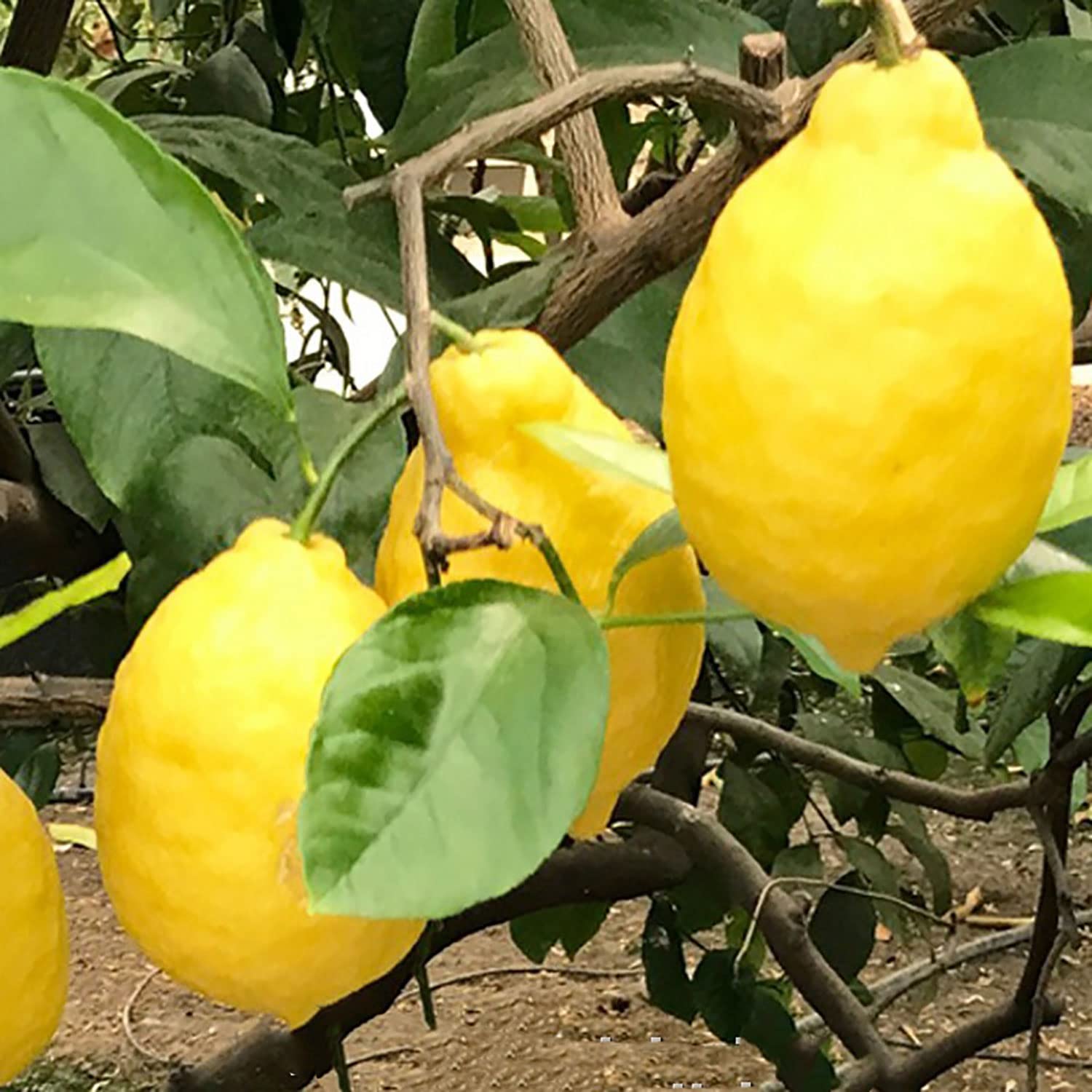 SAVINI VIVAI Pianta di Limone Albero Agrumi Limone Sfusato Amalfitano in Vaso da 20 cm Altezza 70 cm 2-3 Anni di innesto Made Italy