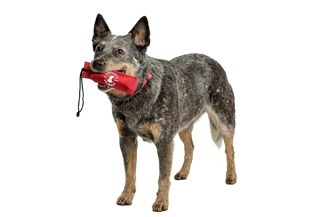 Foto 4 de 7 de Company of Animals Canvas Training Dummy - Tamaño S