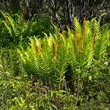 10 Cinnamon Ferns Live Plants Outdoor, Well-Rooted Rhizome Starters, Cold-Hardy Shade Plant for Home Landscapes