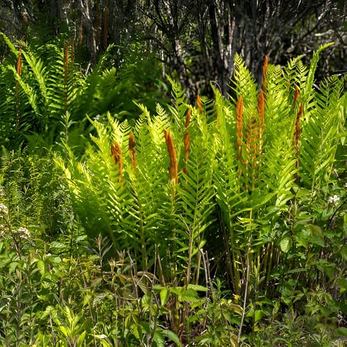 10 Cinnamon Ferns Live Plants Outdoor, Well-Rooted Rhizome Starters, Cold-Hardy Shade Plant for Home Landscapes