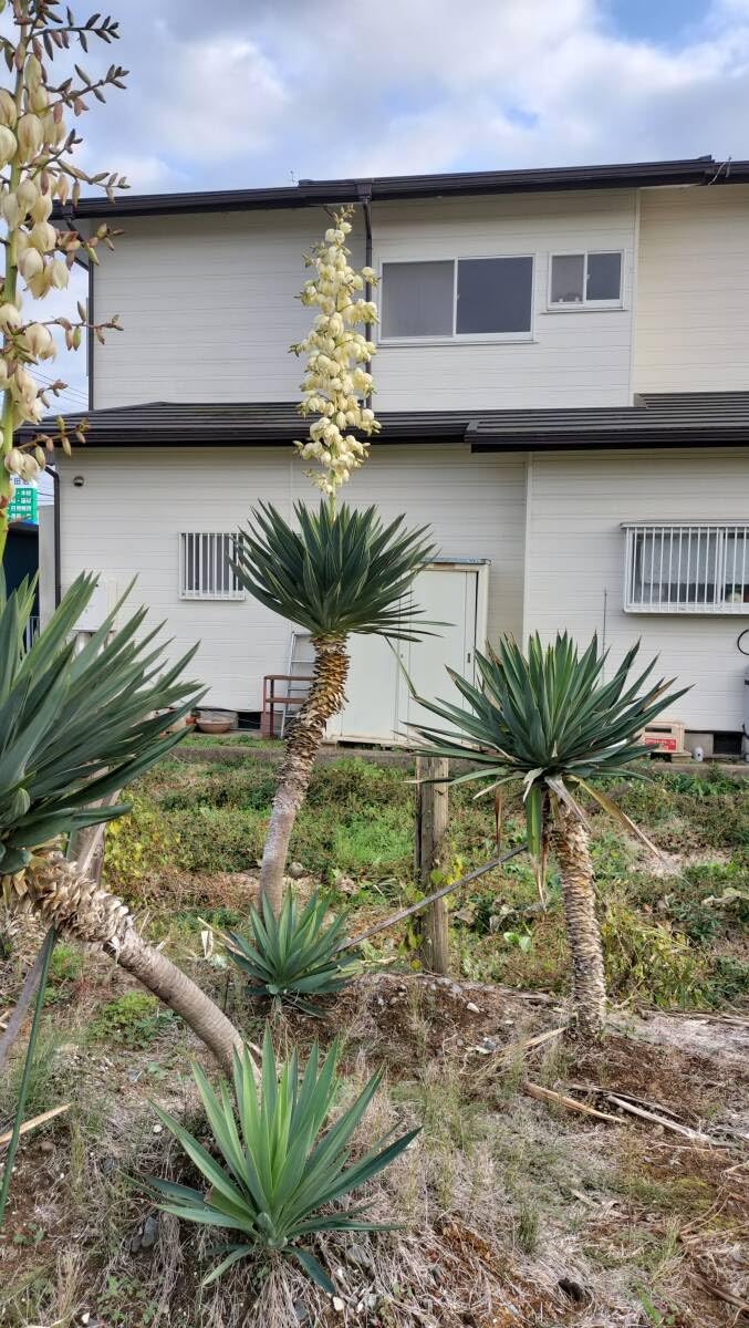 Amazon.co.jp: 大株 開花中 ユッカ グロリオサ