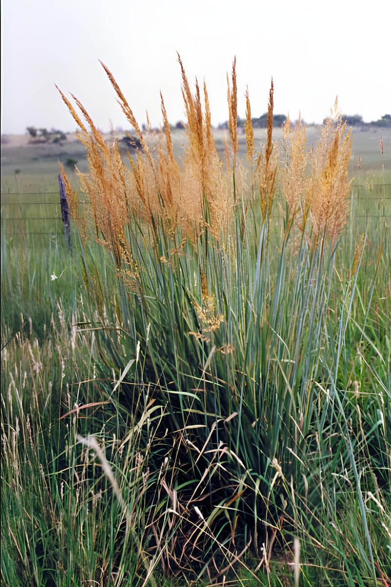 Stauden Gänge 10 x Sorghastrum nutans Indianergras winterhart