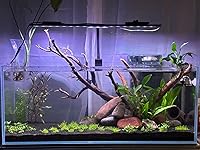 Review Image by Ravy Ravy