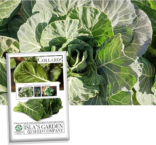 Georgia Southern Collards Seeds para plantar, más de 500 semillas tradicionales por paquete, semillas de jardín de Isla (semillas de jardín de disponible en Yaxa Peru