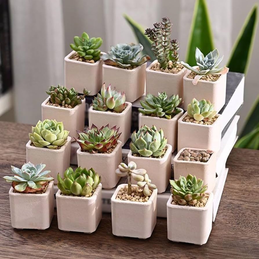 鉢・プランター BOTANIZE PLA POT ORANGE SQUARE 2pcs Amazon.co.jp: 観葉植物 植木鉢 16個セット 小型植木鉢 おしゃれ