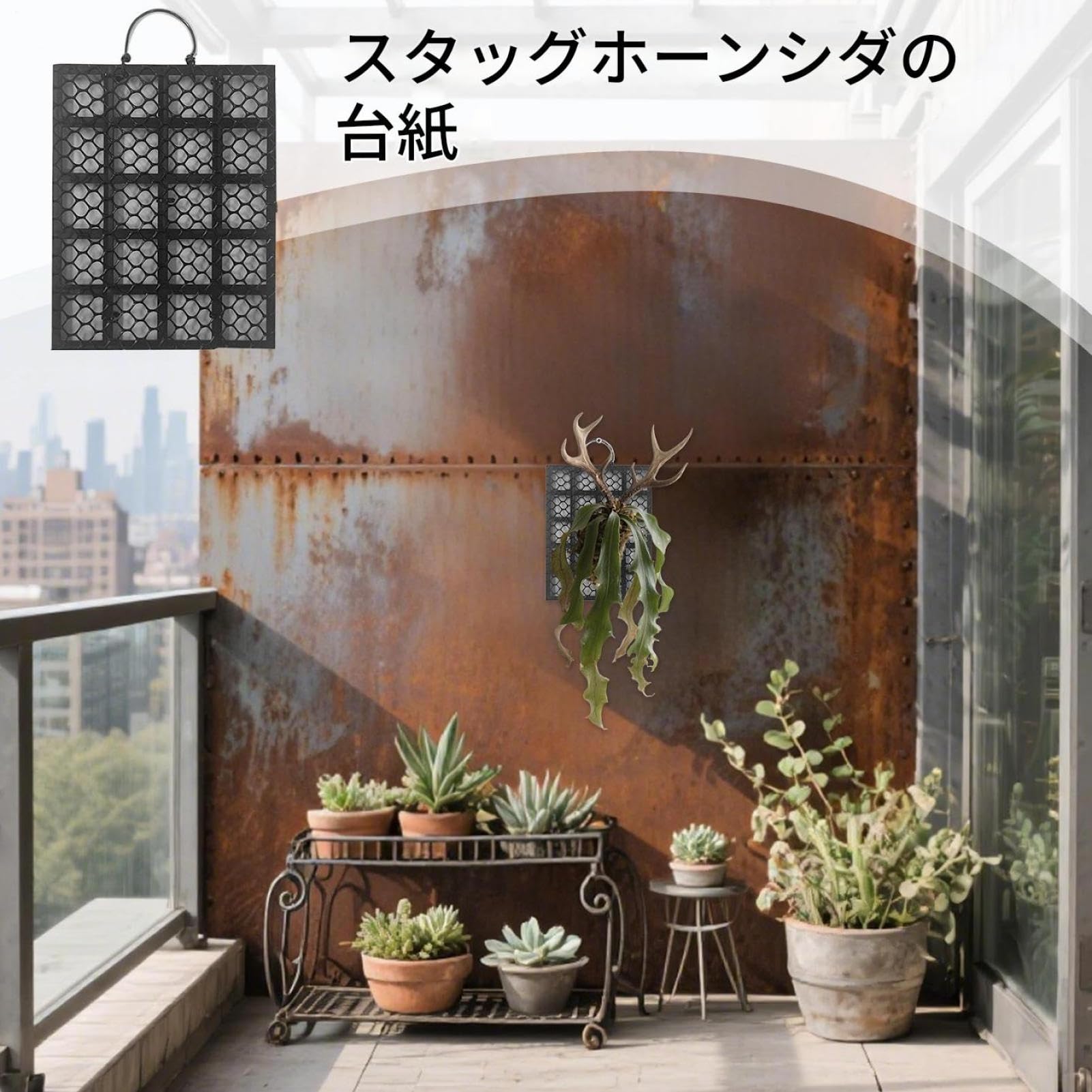 Amazon | ビカクシダ 板，ビカクシダ 板付，スタッグホーン フェーン