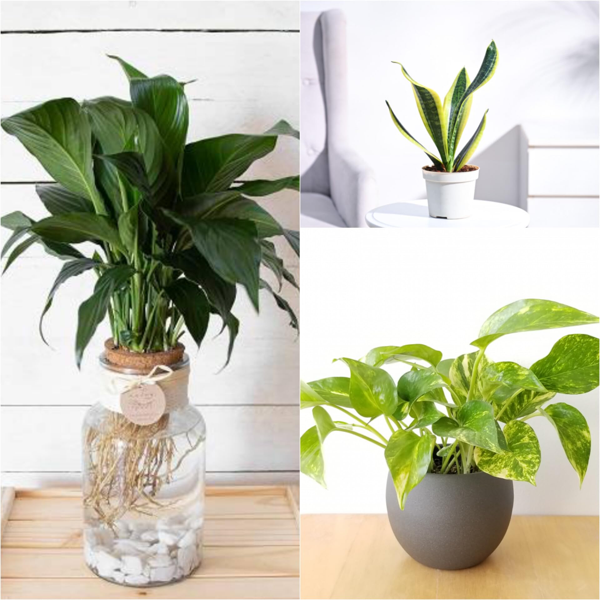 Plants Peace lily,Money N'Joy,Sansevieria Golden Hahnii Snake Combo of 3 Bonsai air purifier plants for home indoor live | Live Plants | Plants for Home Decor |-picture-23