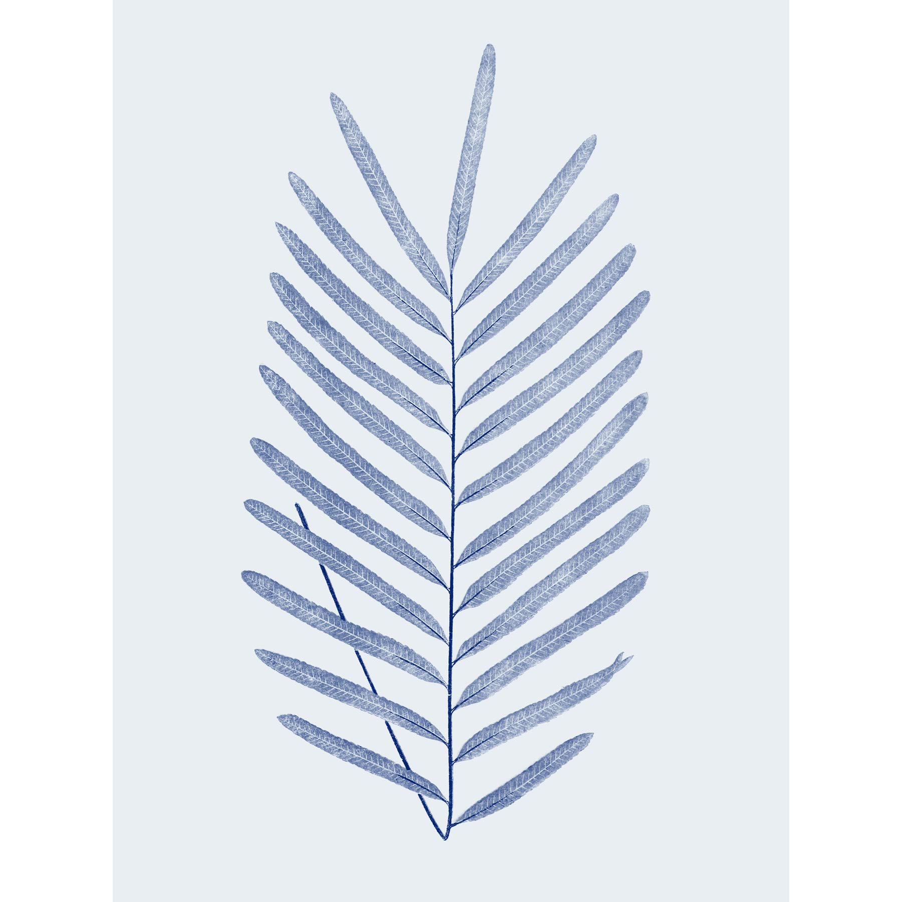 Wee Blue Coo Botanics Cobalt Fern Diversifolium Art Print Poster Wall Decor