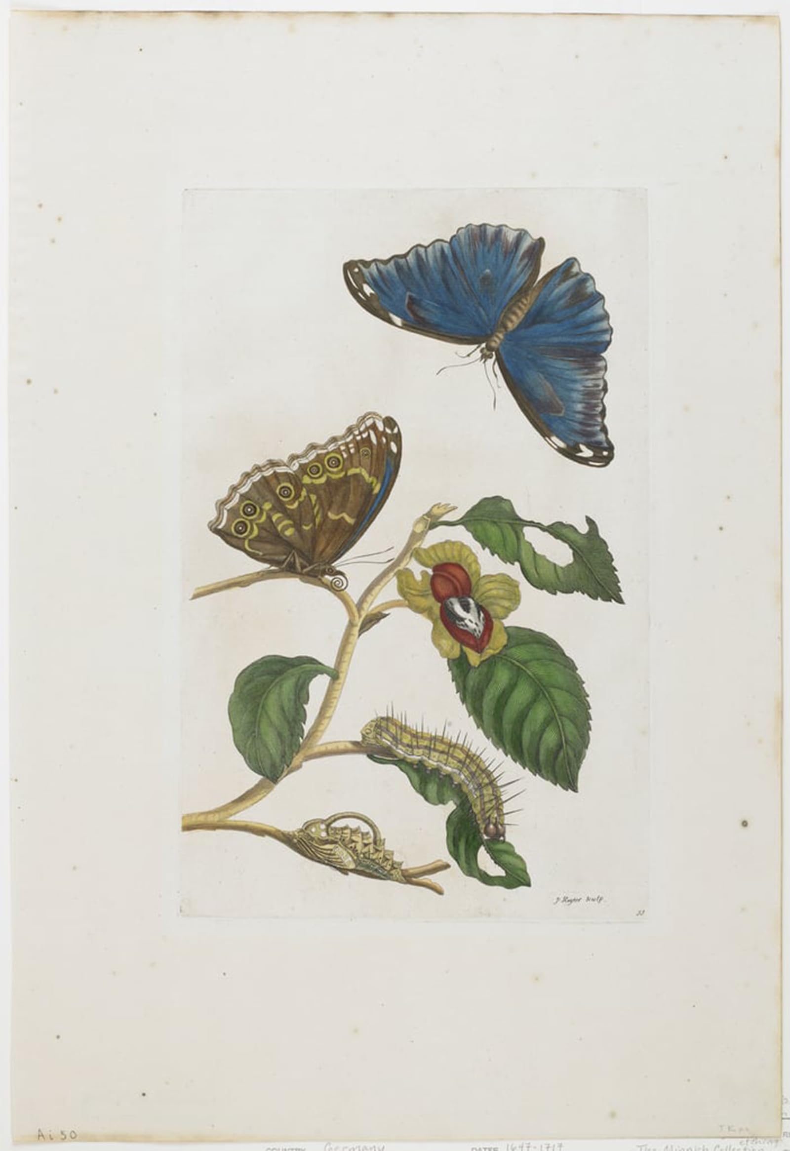 POSTERIIk Vintage Art Print Images Pictures Print Blue Butterflies and Foliage by Maria Si Modern Colour Posters for Office Home Decor 60x90cm