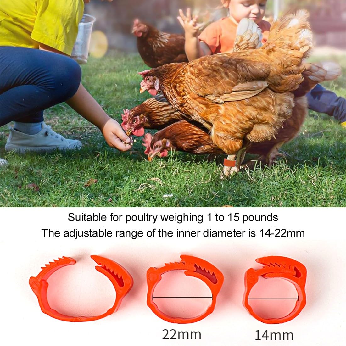 JEYORZY 60 Piezas Anillas para Gallinas, Anillos de Marcado para Pollos, Gansos, Patos