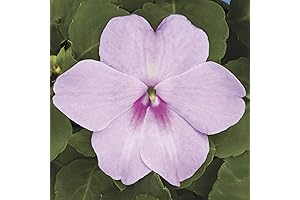 Outsidepride: 100 Seeds Impatiens Plant Lavender Shade Garden Flower Seeds