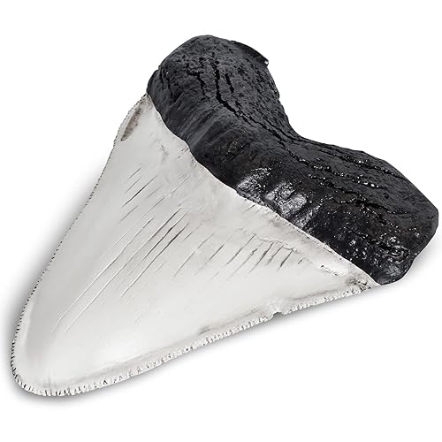 Miniatura 8 de Dientes fosilizados y garras de varios dinosaurios prehistóricos, dientes de tiburón megalodón y réplicas de alta fidelidad (diente de tiburón