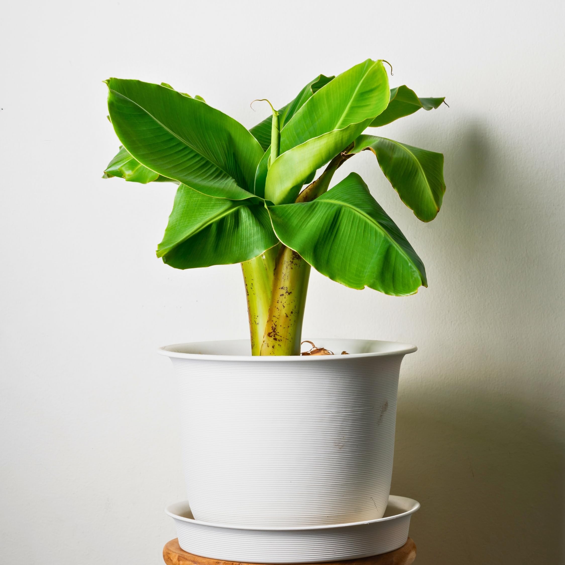 Musa Basjoo Bananier Rustique Plante Jardin Pot 9cm Hauteur 25-40cm Set de 6