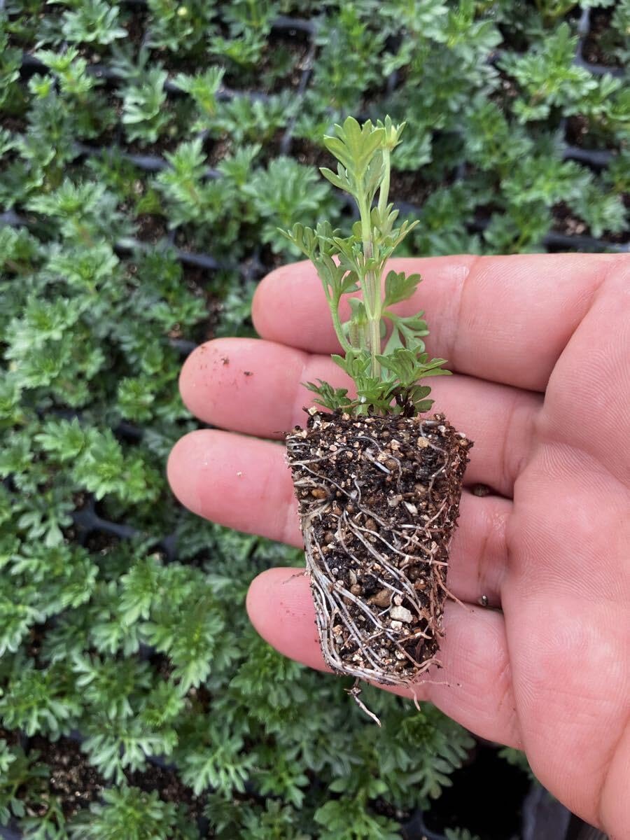 SS級極上株！！【特選強棘 ボール株！！】アガベ ホリダ 強棘 Agave