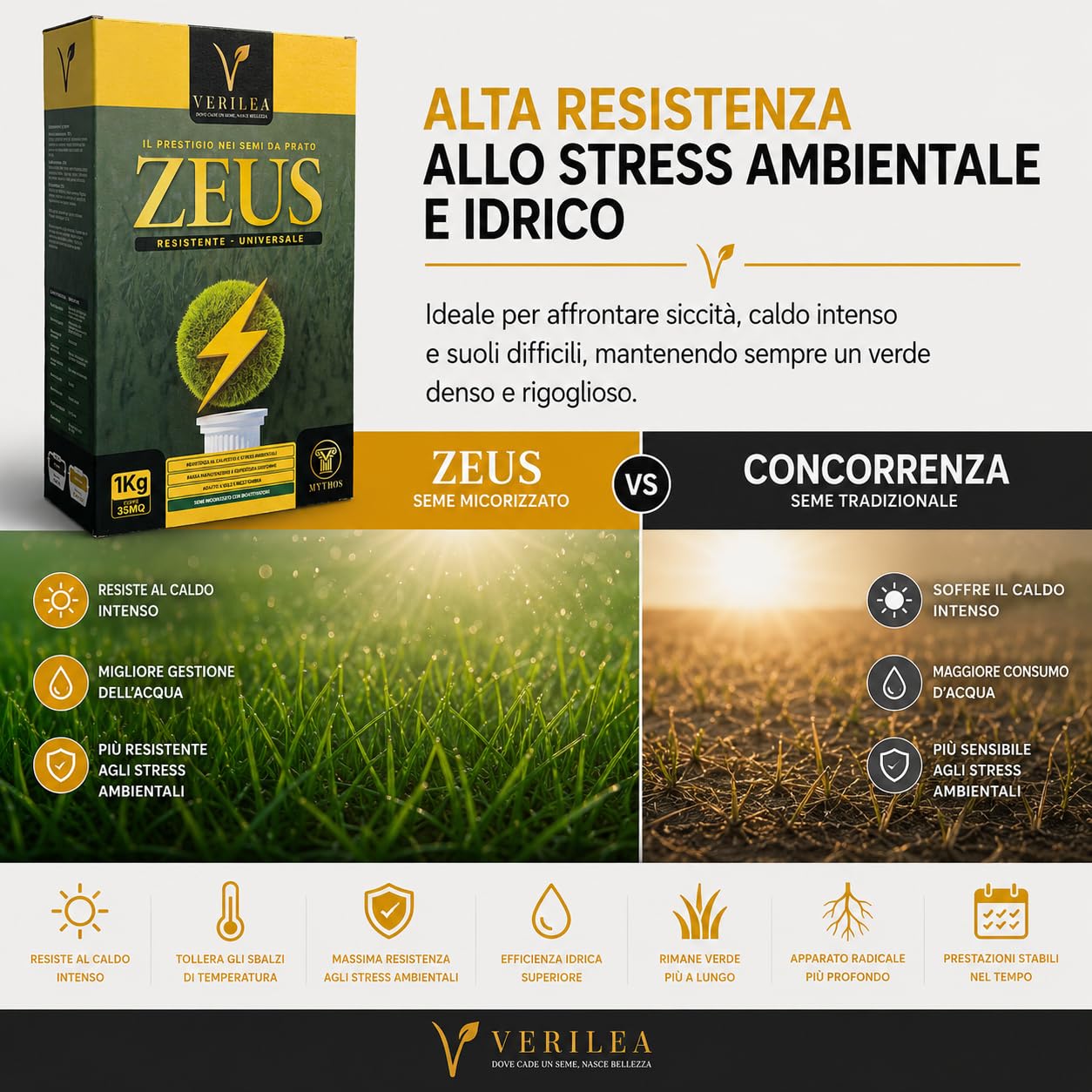 Verilea ZEUS - Semi da Prato Universale Micorrizzati, Miscela Resistente a Bassa Manutenzione, Festuca, Lolium e Poa Pratensis. (5 kg per 175mq)