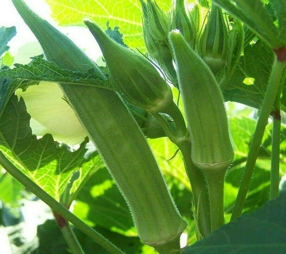 basquestore Texas Longhorn Okra 100 Seeds, High yields of Huge 1014 inch Long pods