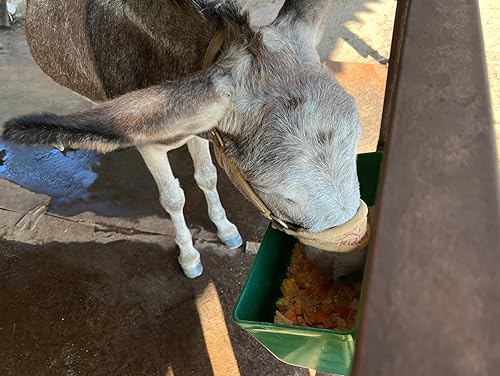 Vista 13 de Paquete de 2 canales grandes de alimentación y bebedero con clips, para cabras grandes, pollos, patos, ganado, ovejas, perros, cerdos, ciervos, Negro