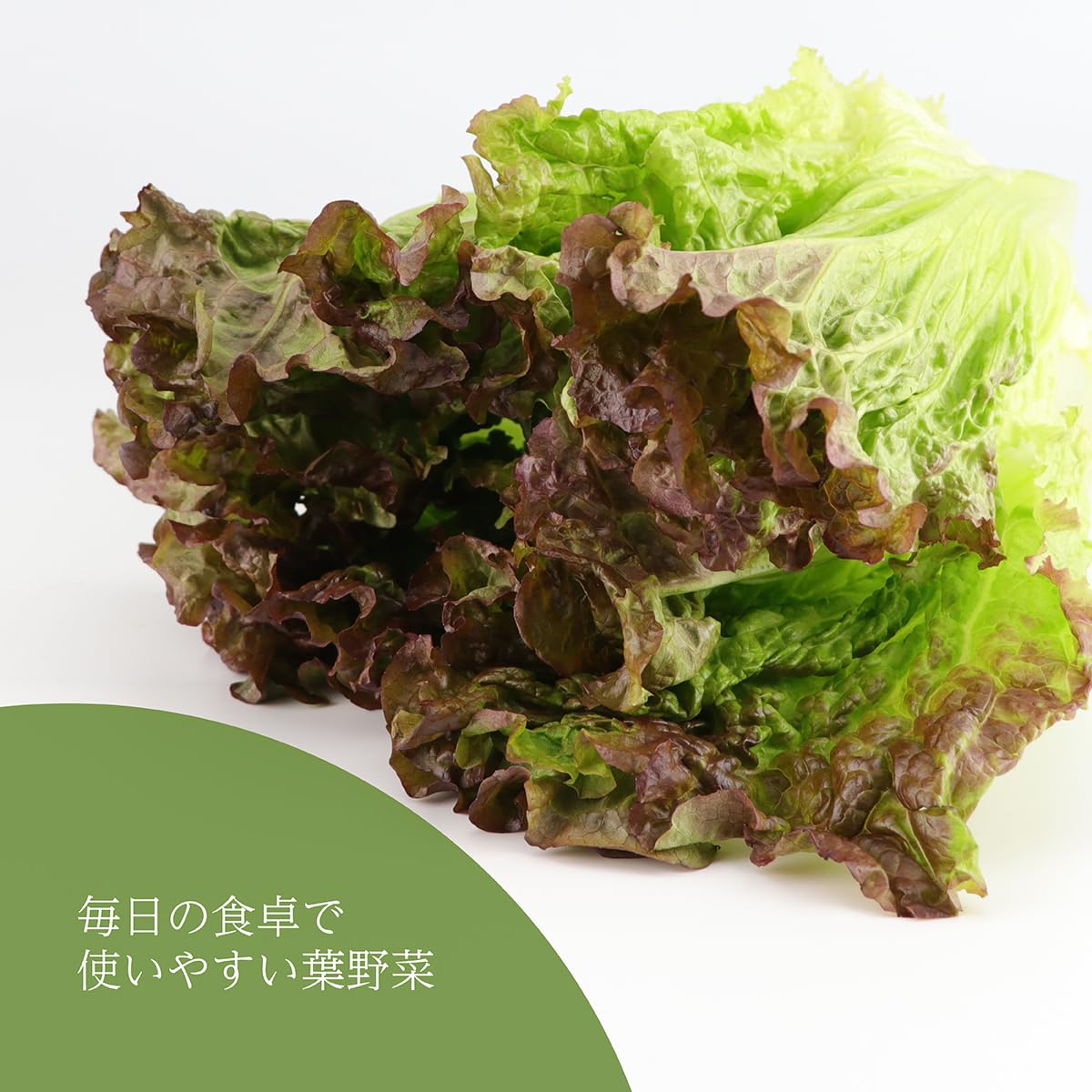 Amazon.co.jp: 国内産 サニーレタス 1パック 120g : 食品・飲料・お酒