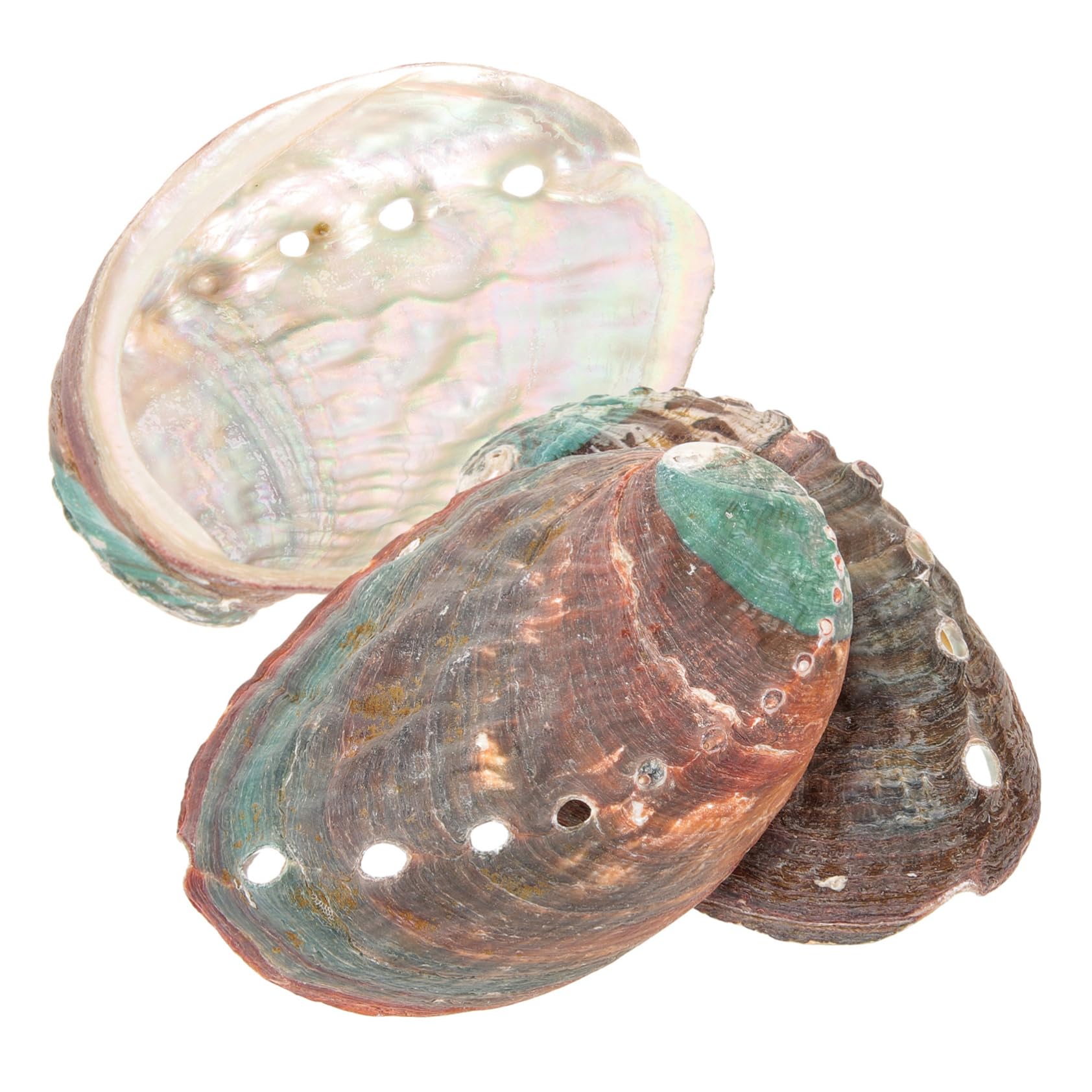 3pcs aquarium big abalone fish aquarium kit abalone shell for smudging abalone shell decoration incense coil abalone shell smudging bowl conch candlestick smudge stick
