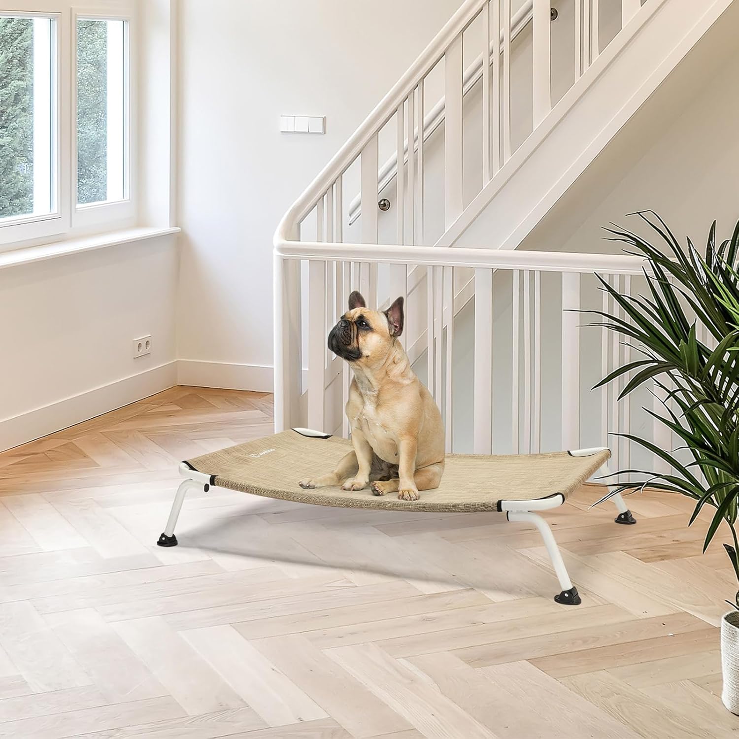Dog resting on the elevated bed indoors on a wooden floor.
