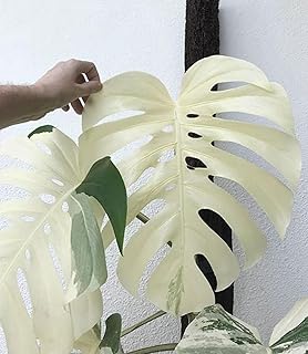 100+ Seeds Pcs Organic Monstera Deliciosa Albo Variegated Seeds, Monstera White Tiger Plant Seeds - Perfect for Planting and