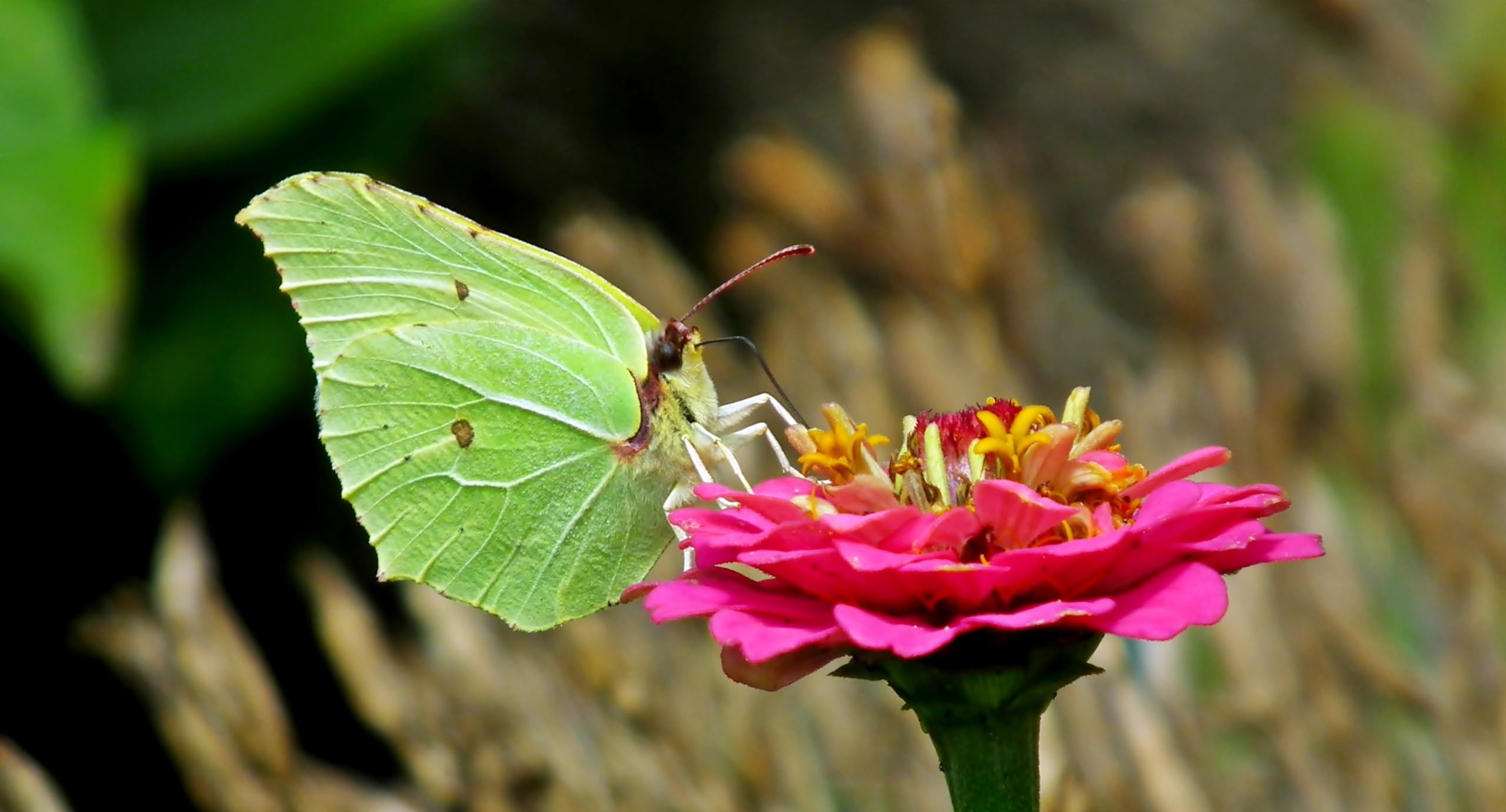 Zinnie (Zinnia elegans) ´Riesen-Mischung´ Samen. Schmetterlings Magnet (20000 Samen = 108,0g)