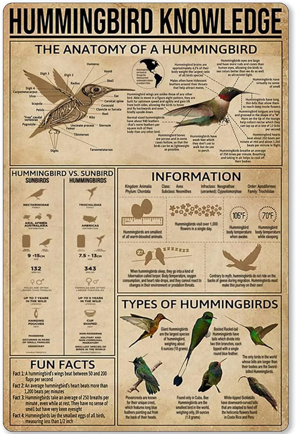 rayprint Birds Metal Tin Sign Wall Decor Poster Hummingbird Knowledge Anatomy Information Chart For Rustic Home Living Room Bedroom Wall Decor 12x16 Inches