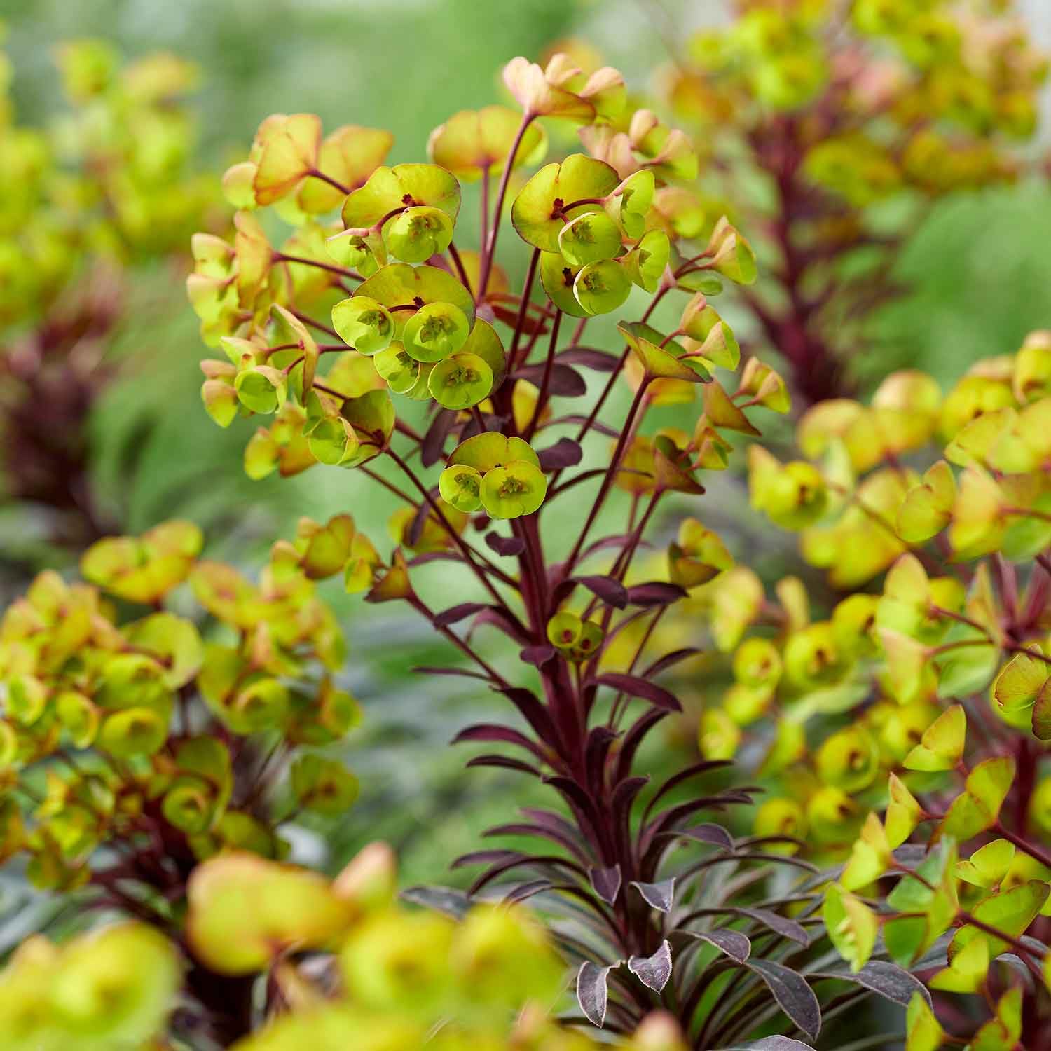 Marshalls Garden Euphorbia Miners Merlot 9cm x3 Plants