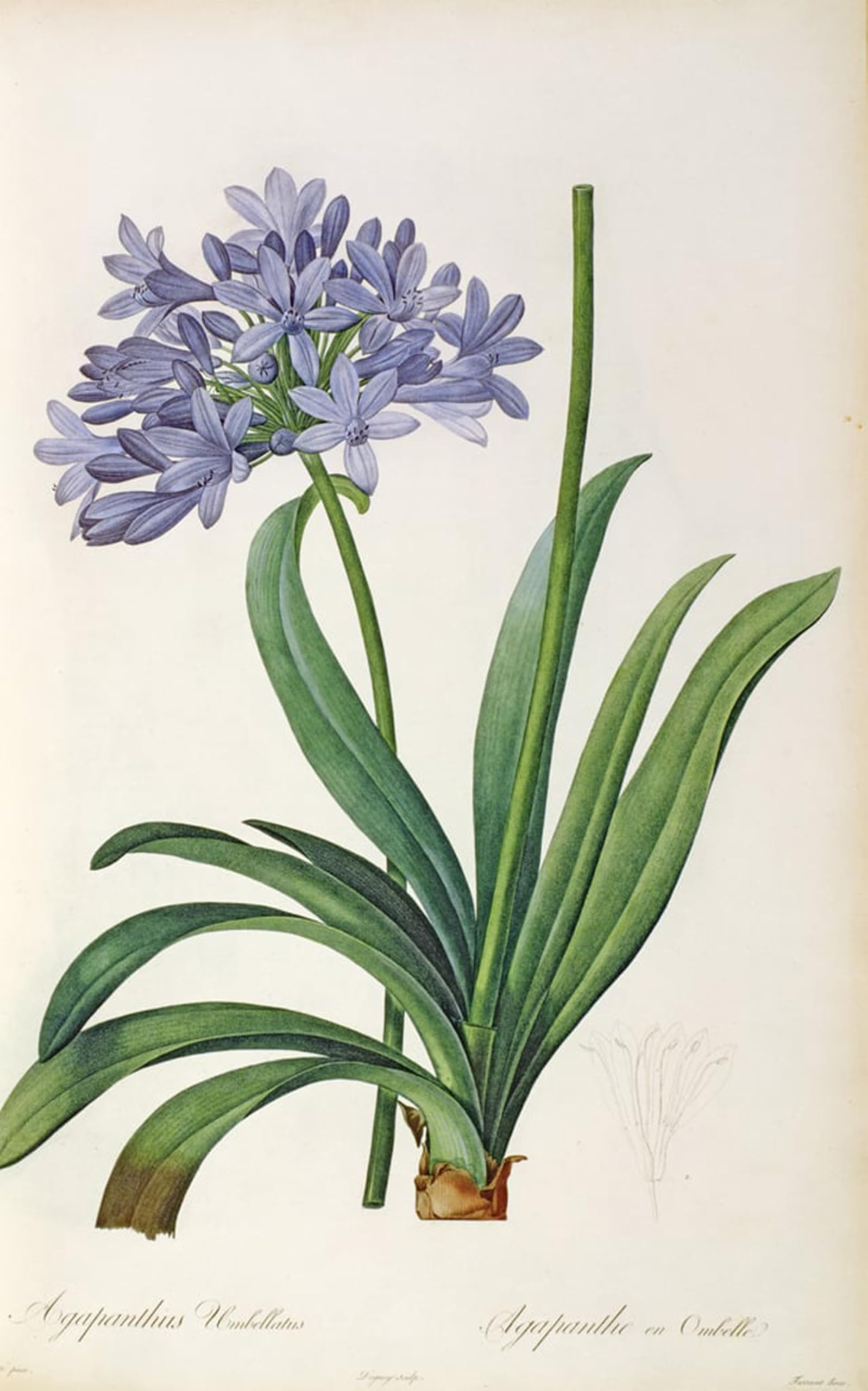 SERENDIPITP Aesthetic Poster Photo Wall Print Retro Picture Agapanthus umbrellatus by Pierre Redouté Modern Wall Artwork for Home Decor 60x90cm