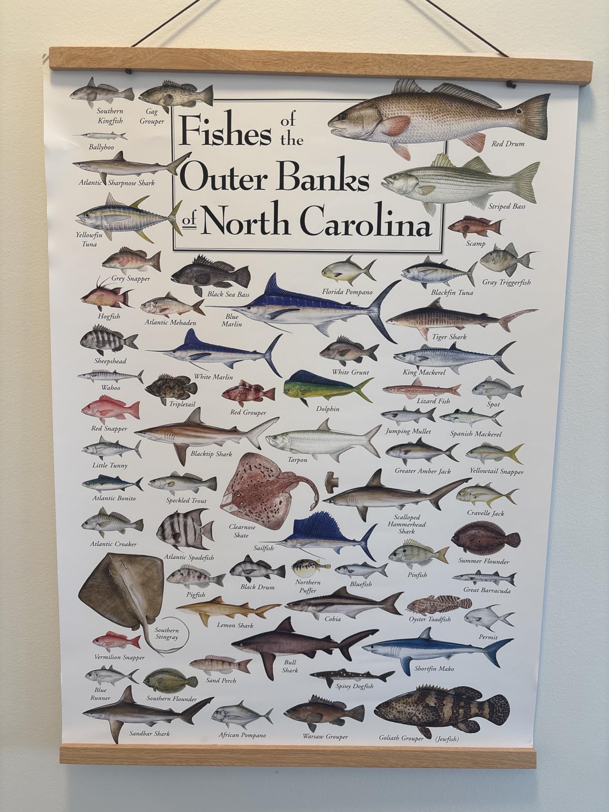 Earth Sky & Water Poster - Fishes of The Outer Banks : Amazon.com.au: Home