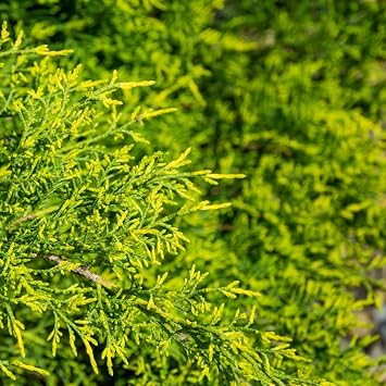 Juniperus x Pfitzeriana Gold Coast Golden Evergreen Conifer with Mounded Habit and Winter Colour 1x or 2X 7.5 Litre Pots by Thompson and Morgan