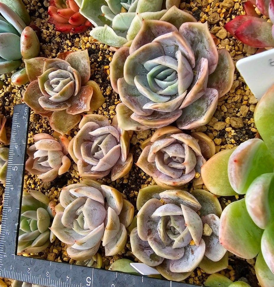多肉植物 韓国苗 ブルーサプライズ 多肉植物 韓国苗 ブルーサプライズ