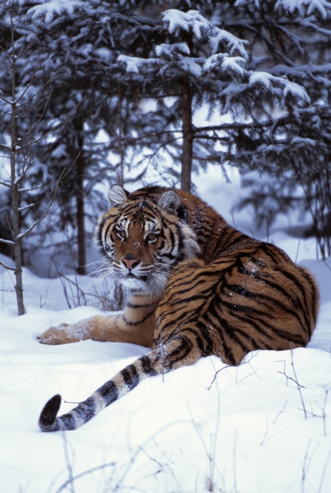 The Poster Corp Natural Selection David Ponton/Design Pics – Siberian Tiger Lying On Mound Of Snow In Forest Photo Print (60.96 x 91.44 cm)