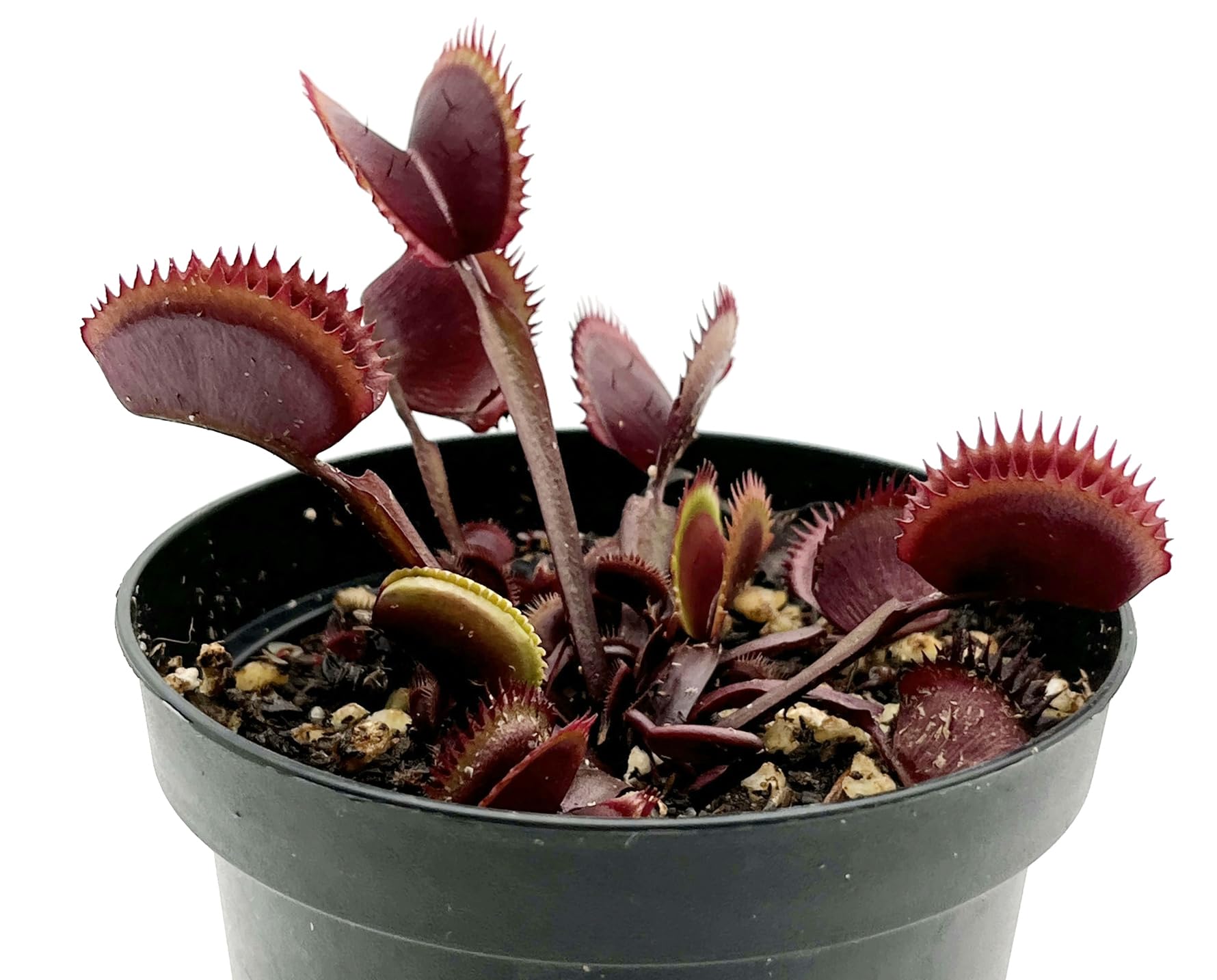 Dionaea Muscipula 'Red Piranha' - rote Venusfliegenfalle - blühfähig im 9 cm Rundtopf - fleischfressende Pflanze